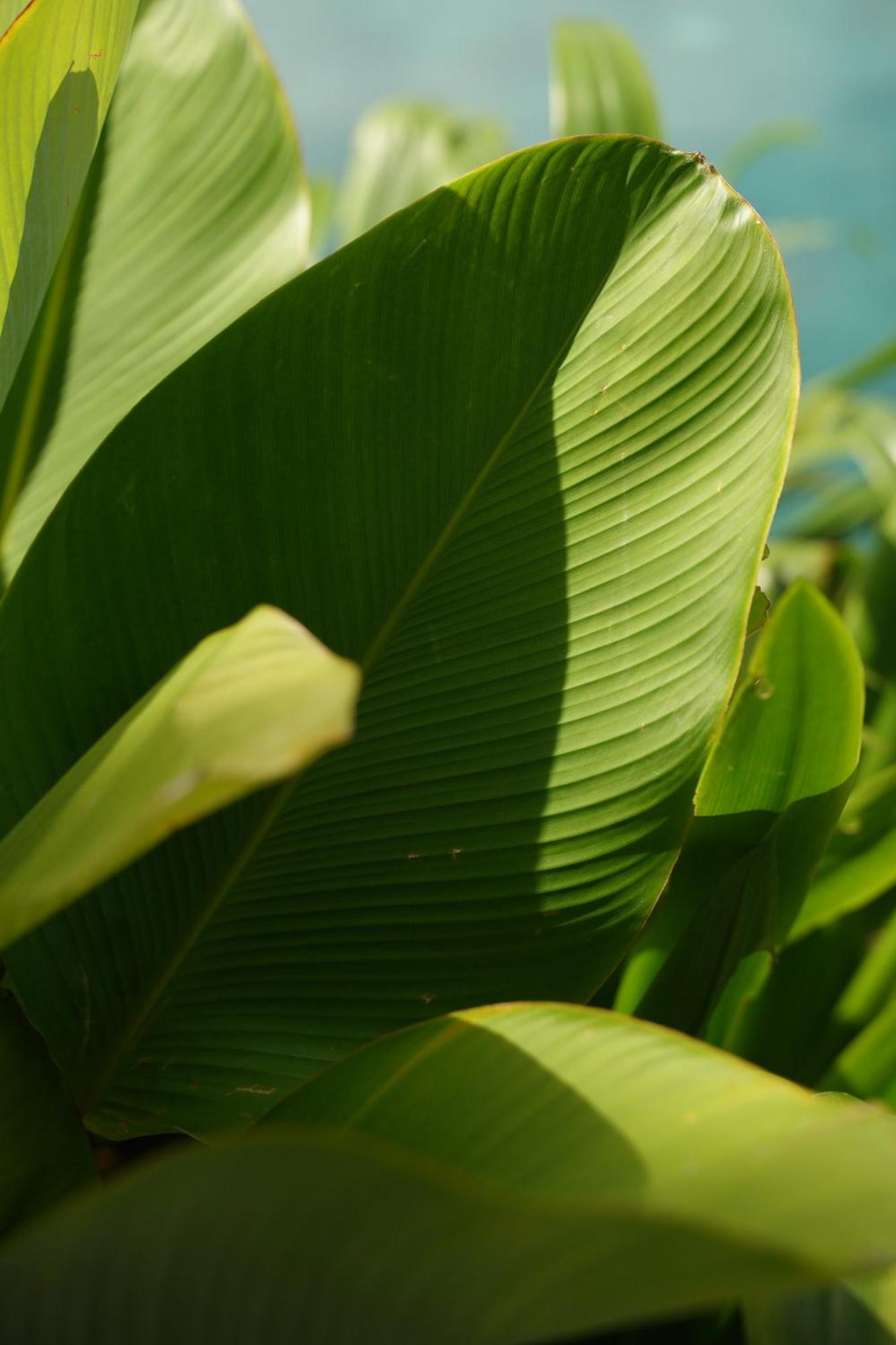 The Garcia Ubud Hotel & Resort Екстер'єр фото